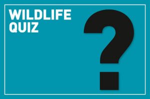 50 Top Wildlife Quiz Questions With Answers - Know More about Wildlife