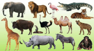 Animals General Quiz Questions Answers Part 5 - Online GK Questions
