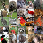 Animals True or False Quiz Questions - Check the Statement is Fact or Fiction About the Animals