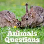 100 Animals Questions with Answers