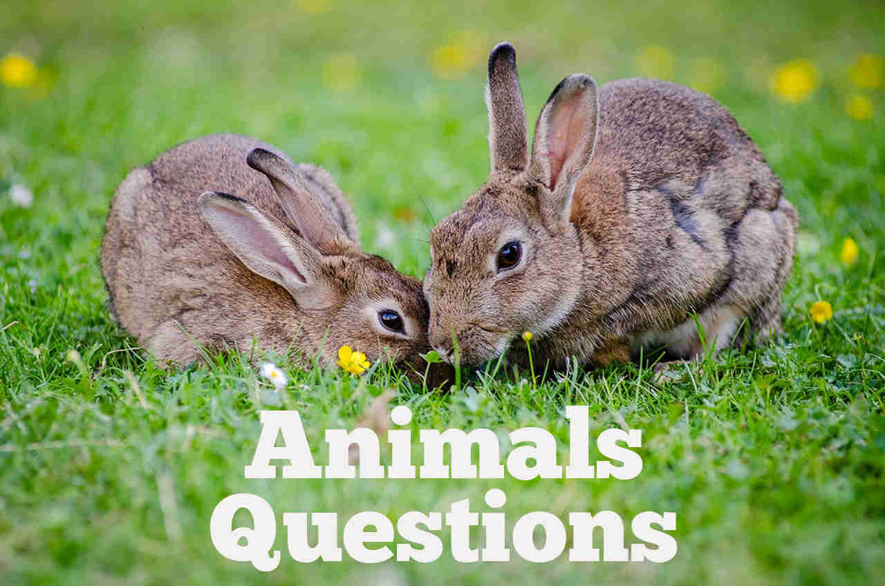 100 Animals General Knowledge Questions - q4quiz